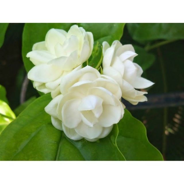 Hoa Lài Tiểu Thơ....