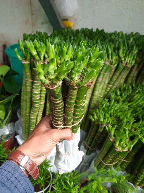 Phát Tài Thủy Sinh khúc 30 đến 40
