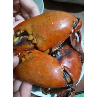 Cua chính gốc Cà Mau
