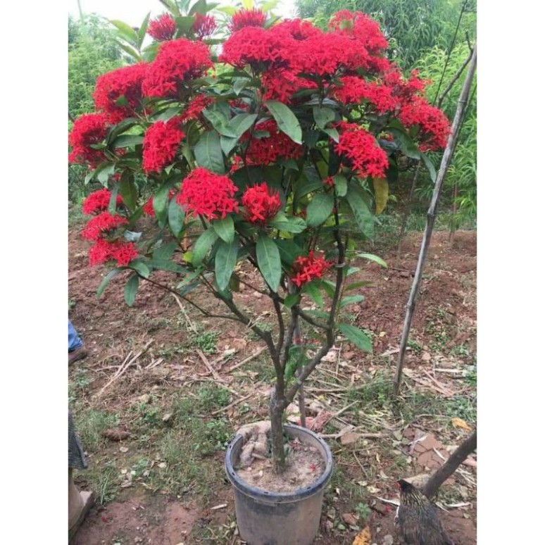 Mẫu Đơn Ta 🌲FREESHIP🌲 Đủ Màu [ Cây giống ]