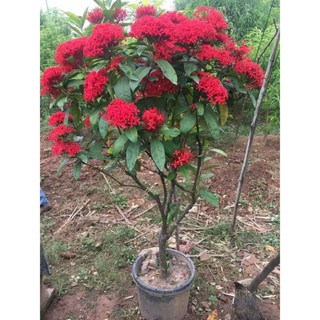 Mẫu đơn ta 🌲freeship🌲 đủ màu