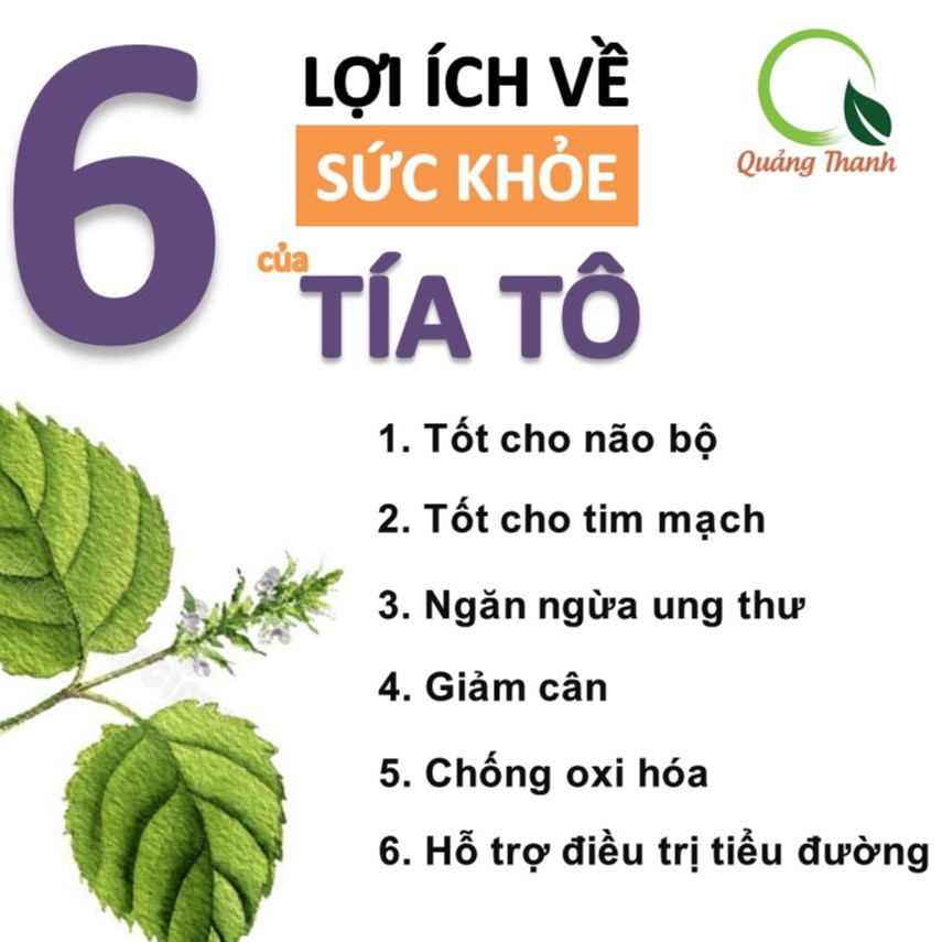 Bột Tía Tô Uống Liền Quảng Thanh Sấy Lạnh Nguyên Chất 100% Organic