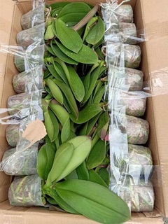 Lan hồ điệp đại cốc 3.5