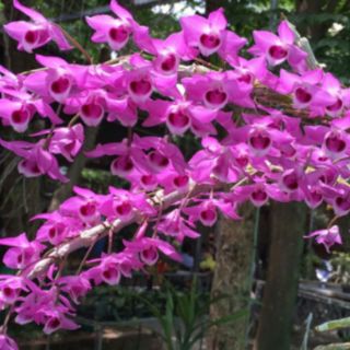 Trầm rồng đỏ cây giống