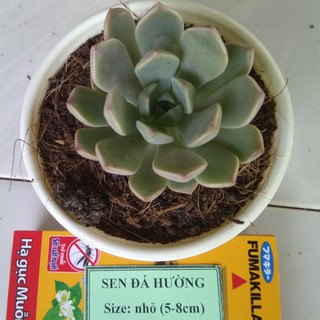 Sen đá hường - size nhỏ (5-8cm)