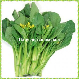 Hạt giống rau cải ngồng tặng kèm kích mầm