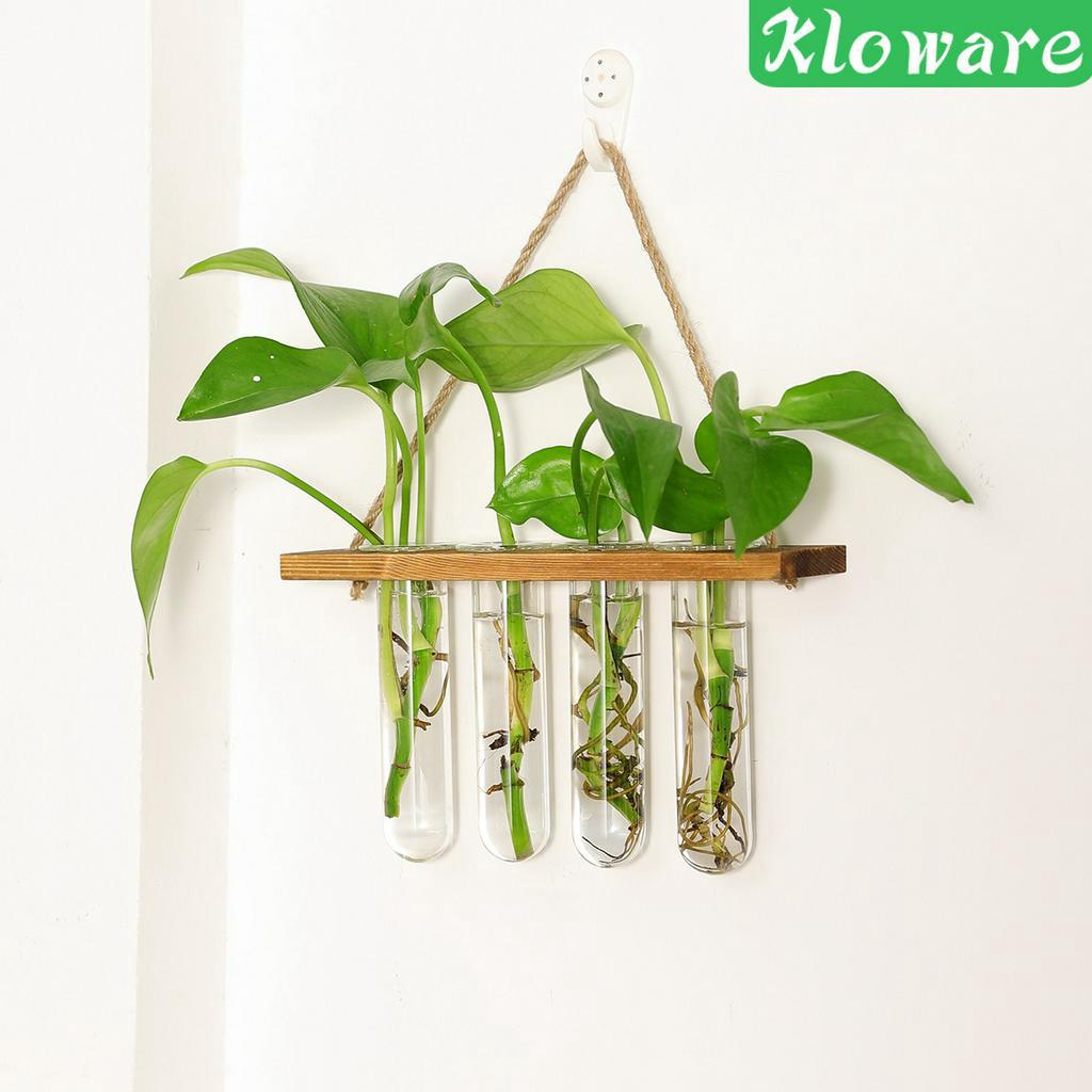 Chậu Kính Trồng Cây Có Móc Treo Tiện Dụng