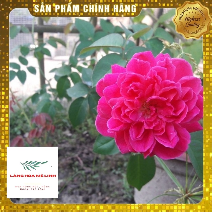Hoa hồng leo Tường Vi [SAI HOA - HOA ĐẸP - THƠM ]cây Hồng Tường Vy có thể cho hoa nhiều, hoa to nhiều cánh, siêu thơm.