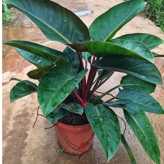 Cây Đế Vương Đỏ