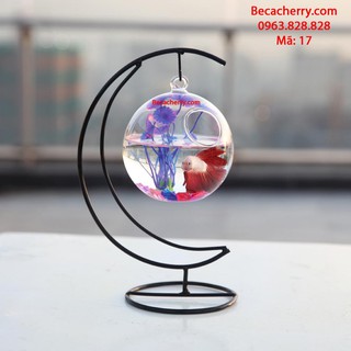 Bể cá mini cung trăng 17 ( tặng kèm phụ kiện trang trí )
