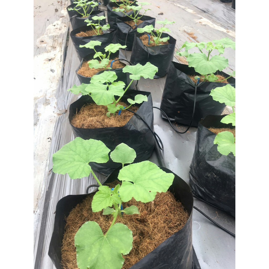 Hạt giống dưa lưới T-one quả dài, giòn, ngọt - gói 20 hạt_KIEU FARM