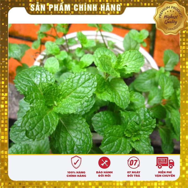 Hạt giống Rau Húng Lủi