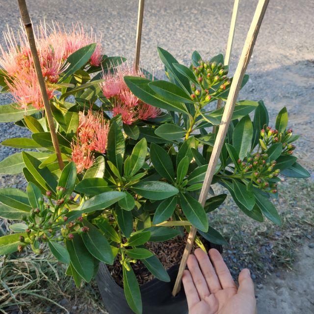 Mai Thái cam- CayGiongTot