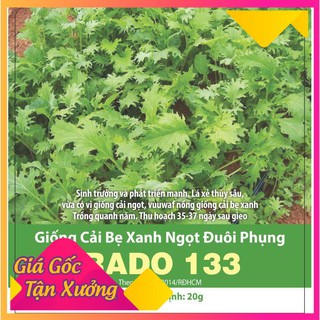Hạt Giống Cải Ngọt Đuôi Phụng 20gr