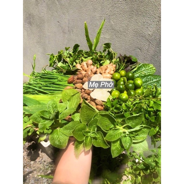 Siro Ho Thảo Mộc Húng Chanh Tuệ An An Toàn 100% Đánh Bật Ho, Đờm Cho Trẻ Em Và Người Lớn (Có Giấy Kiểm Định)