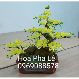 Nguyên liệu hoa mai dáng rồng 35cm k chậu