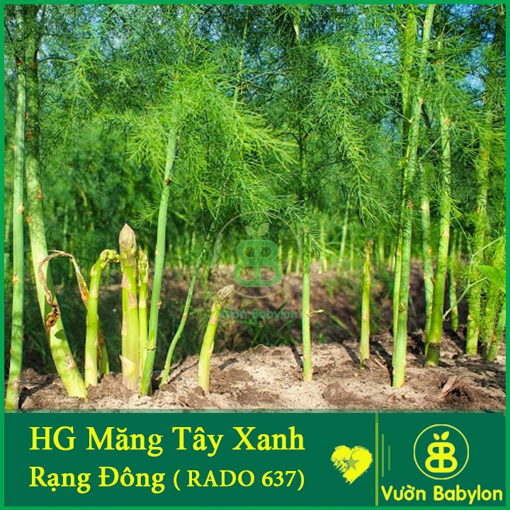 Hạt Giống Măng Tây 0,2G Dễ Trồng, Chịu Nhiệt Tốt