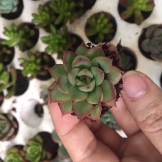 Sen đá❤️Sen đá mini/Sen vỉ [GIÁ SIÊU RẺ] ❤️❤️