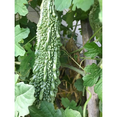 Hạt giống khổ qua gai xanh F1 HN