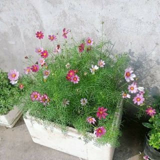 Hạt Giống Hoa Sao Nhái Mix Màu, tỷ lệ nảy mầm cao