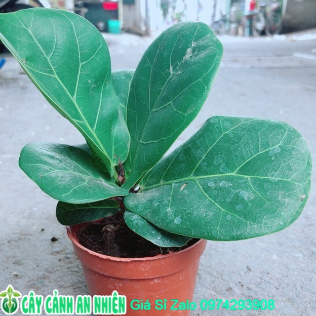 Cây Bàng Singapore