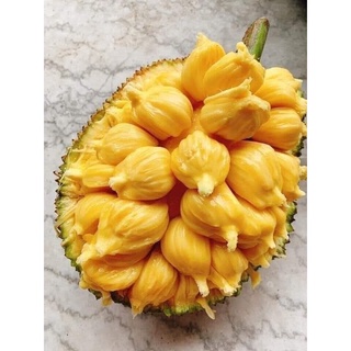 Cây giống mít tố nữa ghép