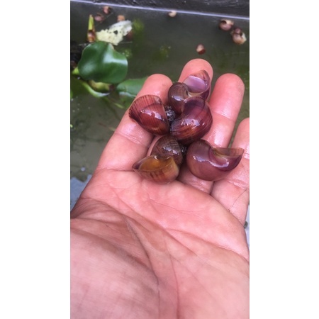 ốc táo thủy sinh chuyên dọn hồ cho các bạn chơi cá cảnh làm đẹp trang trí cho hồ rất đẹp tất cả đều đồng giá từ size vừa