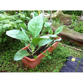 10g Hạt giống Cải rổ