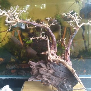 Lũa bonsai thủy sinh
