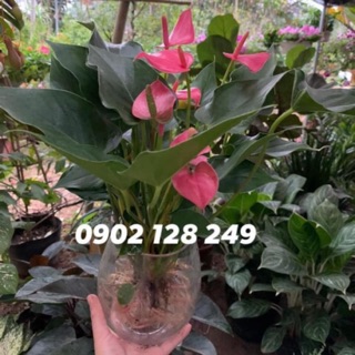 Hoa hồng môn thủy sinh kèm bình thủy tinh