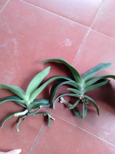 Hoa phong lan Đai châu lá mít bóc trụ (ngọc điểm)