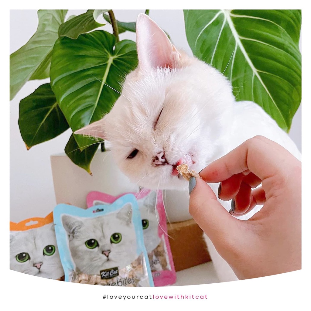 Thịt sấy cho mèo Kit cat freeze bites 15g, thức ăn snack kitcat vặt cho mèo Con Mèo Xiêm