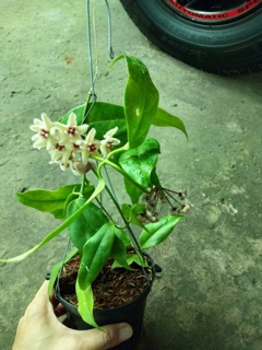 CẨM CÙ BUOTII