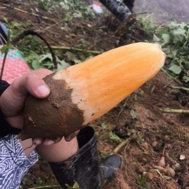 khoai sâm đất (1kg)