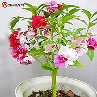 50 Hạt giống Hoa Móng Tay Mix 