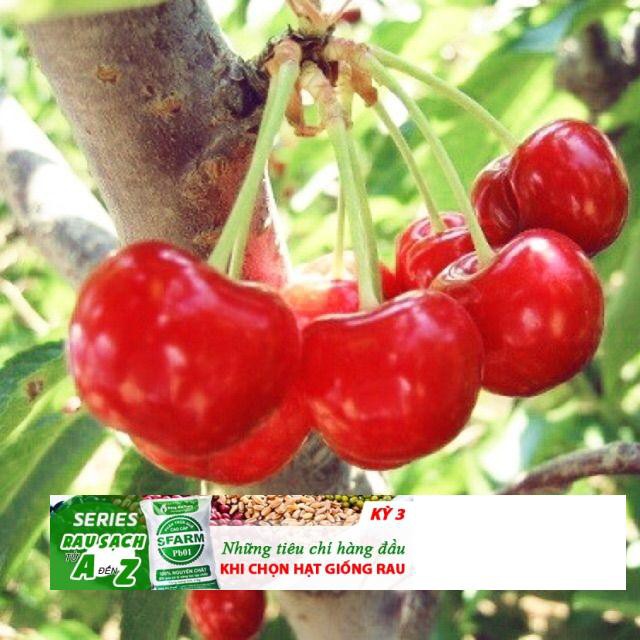 Hạt giống Anh đào (Cherry) (5 hạt) ĐẾN MÙA TRỒNG TẾT