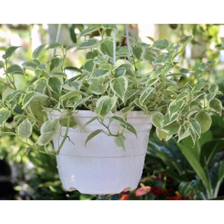 Chậu treo trầu bà Càng Cua