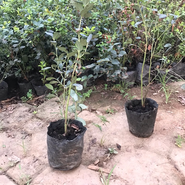 Combo 2 cây việt quất k quả