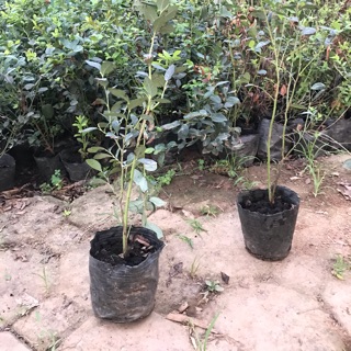 Combo 2 cây việt quất k quả