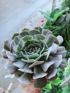 Sen Đá Bắp Cải Tím Size Đại 13cm