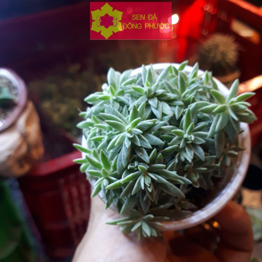 Sen đá sidum cỏ trắng size bầu - Sen Đá xương rồng cây phong thuỷ văn phòng đẹp