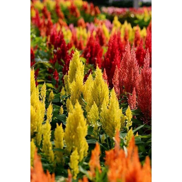 Hạt giống hoa mào gà đuôi phụng nhiều màu - 50 hạt/gói