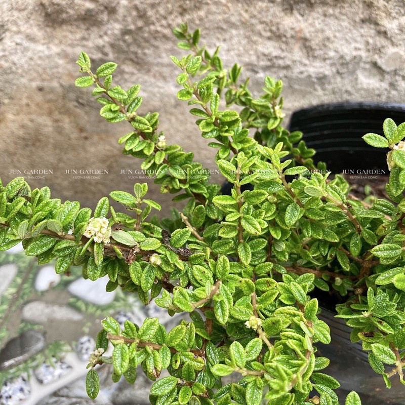 Cây Hàm Hương Thơm Thảo, Mùi Cam Quýt, Vani, Mật Ong - Jun Garden
