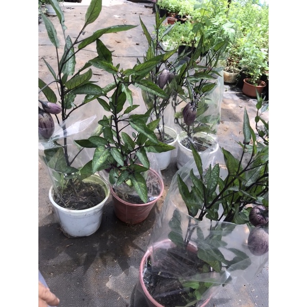 Chậu dưa pepino tím