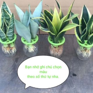 Cây Lưỡi Hổ Thủy Sinh (Combo 3 cây đẹp + bình thủy tinh)