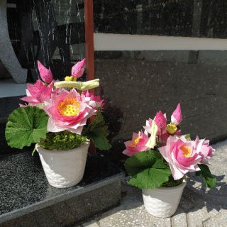 Chậu hoa sen giấy nhún ý