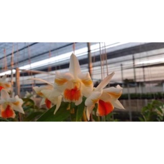 Hoa lan damary 3 lưỡi size cây giống