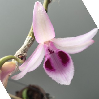 Vật Tư Trồng Hoa Lan Thủ Đức