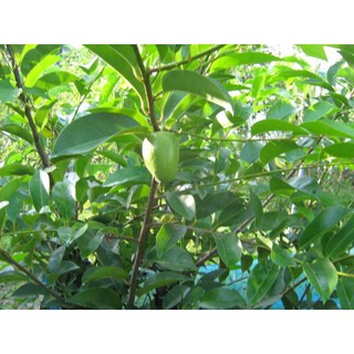 Chậu cây giống bình bát cao 20-30cm