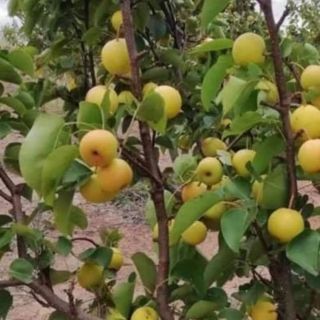 Cây giống lê vàng
